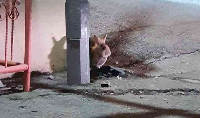 Eskişehir'de kent merkezinde görülen tavşan şaşırttı