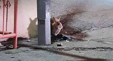 Eskişehir'de kent merkezinde görülen tavşan şaşırttı