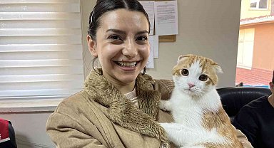 Evcil hayvanlar için çip yoğunluğu