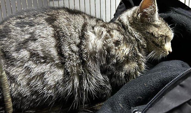 Hasta kedi Akşehir Belediyesi tarafından iyileştirildi