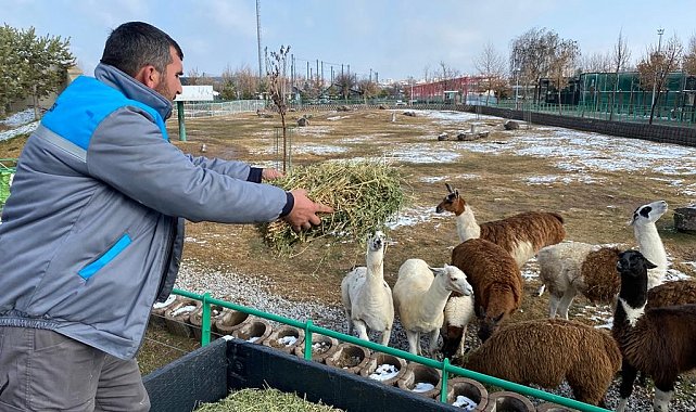 Hayvanlara zorlu kış şartları hissettirilmiyor