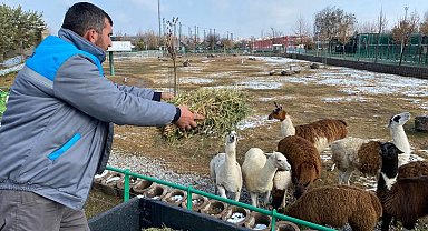 Hayvanlara zorlu kış şartları hissettirilmiyor