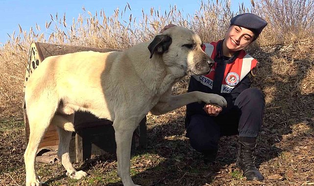 Jandarma ekipleri, sokak hayvanları için kulübe yaptı