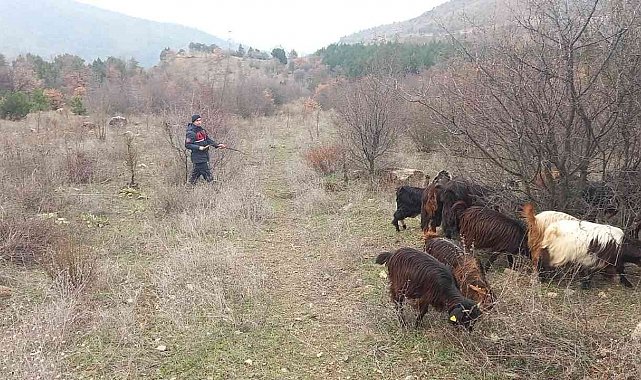 Kaybolan 70 küçükbaş hayvan jandarma ekiplerince bulundu