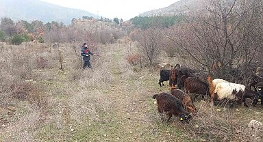 Kaybolan 70 küçükbaş hayvan jandarma ekiplerince bulundu