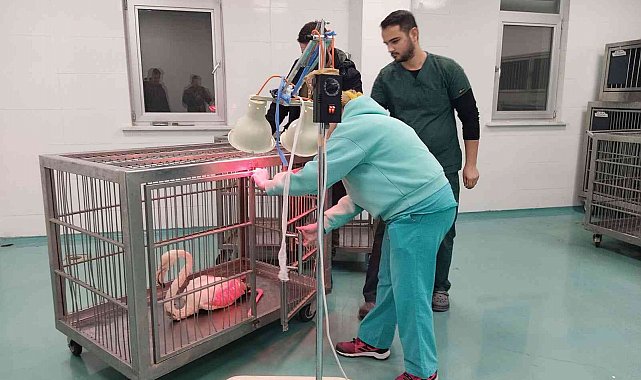 Konya'da göl kıyısında yaralı bulunan flamingo koruma altına alındı