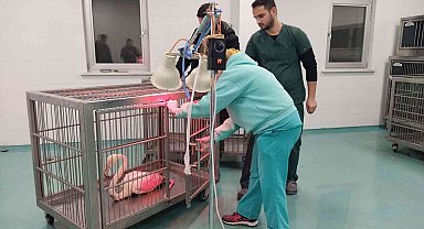 Konya'da göl kıyısında yaralı bulunan flamingo koruma altına alındı