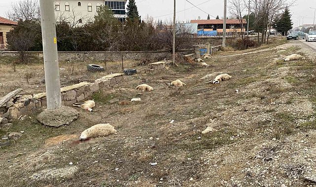 Konya'da otlayan 50'dan fazla koyun telef oldu