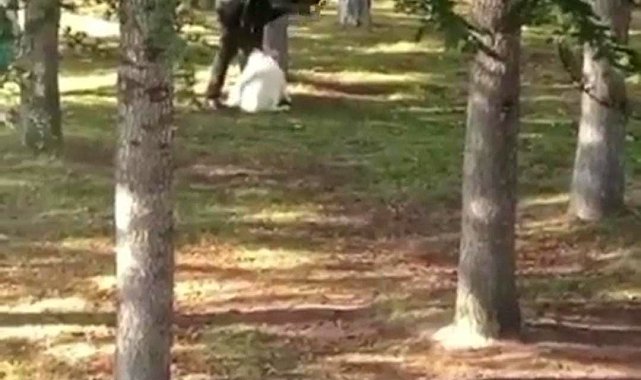 Köpeği kemerle döven şahıs serbest kaldı