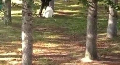 Köpeği kemerle döven şahıs yakalandı