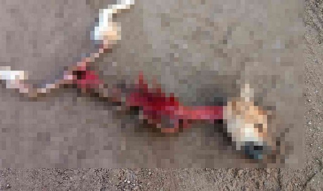 Kurtların yediği düşünülen köpekten geriye iskeleti kaldı