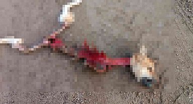 Kurtların yediği düşünülen köpekten geriye iskeleti kaldı