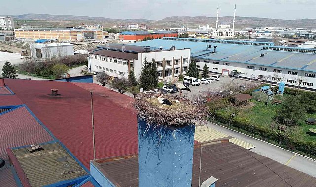 Leylekler için üretimini durduran firma, hayvanlar için sıcak bir yuva oldu
