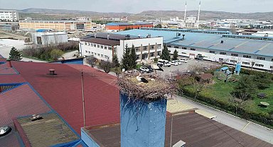 Leylekler için üretimini durduran firma, hayvanlar için sıcak bir yuva oldu