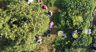 Limonun başkentinde 'yoğun hasat' dönemi: Vali makası eline aldı, kestiği limonları küfeyle taşıdı
