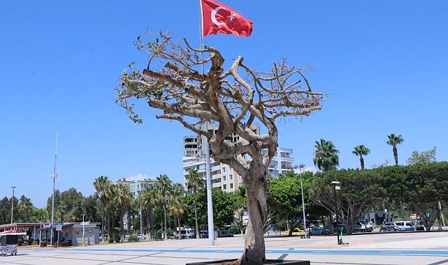 Mersin'deki ağaç kurutulması davasında sanıklara 4 yıl hapis istendi
