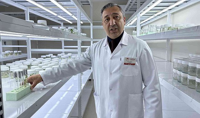 Niğde'de 10 adet yerli patates çeşidi geliştirildi