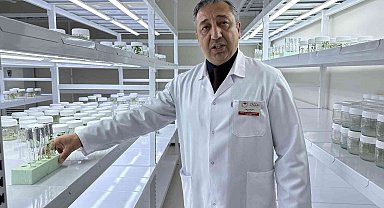 Niğde'de 10 adet yerli patates çeşidi geliştirildi