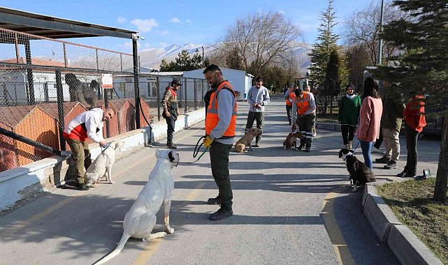 Niğde'de tehlikeli köpeklere uyum eğitimi veriliyor
