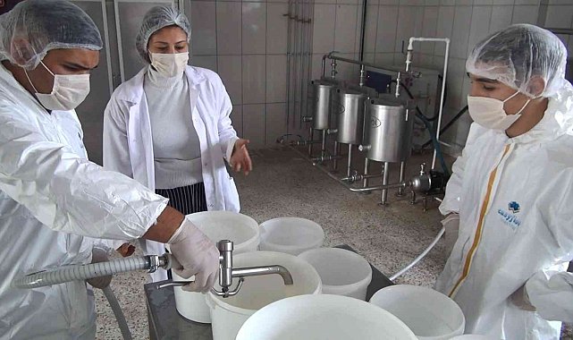 Öğrenciler bu okulda inek sağıp doğal yoğurt üretiyor