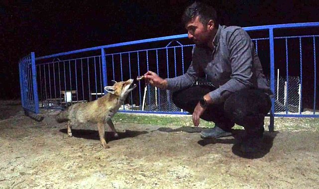 Okul müdürü dostluk kurduğu tilkiyi eliyle besliyor