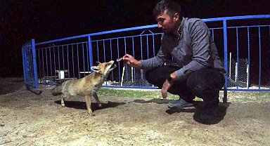 Okul müdürü dostluk kurduğu tilkiyi eliyle besliyor