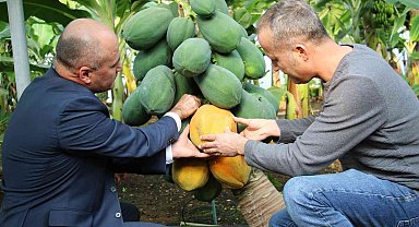 Örtü altında papaya üretimi denendi, bir fidan 60 kilo ürün verdi