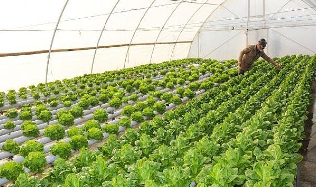 Sera yapmak isteyen üreticiye 300 bin liraya kadar hibe desteği