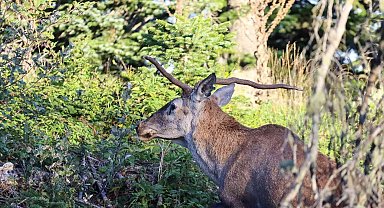 Türkiye'nin en şansız geyiği görüntülendi, şanssızlığının altında yatan sebep ise bir hayli ilginç