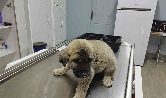 Yavru köpek kafasını öyle bir yere soktu ki bir daha çıkartamadı