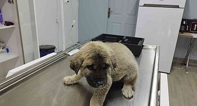 Yavru köpek kafasını öyle bir yere soktu ki bir daha çıkartamadı