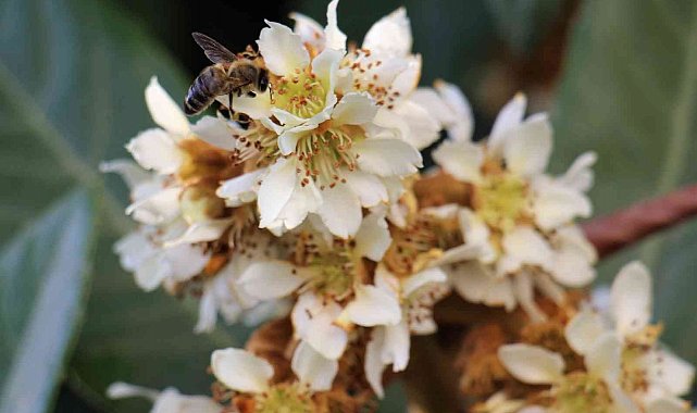 Yenidünya ağaçları çiçek açtı