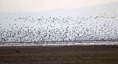 2023 Yılı Kış Ortası Su Kuşu Sayımları Tamamlandı