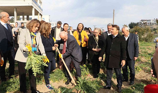 3 ayda hasat vakti geldi, kilosu 60 liradan satılıyor