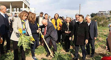 3 ayda hasat vakti geldi, kilosu 60 liradan satılıyor