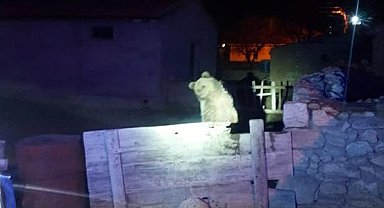 3 gün önce Yozgat'ta görülen gezgin ayı bu sefer Nevşehir'de vatandaşları korkuttu