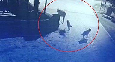 Aç kalan kurtlar mahalleye indi, ineği telef etti