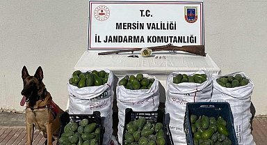 Avokado hırsızları jandarmadan kaçamadı