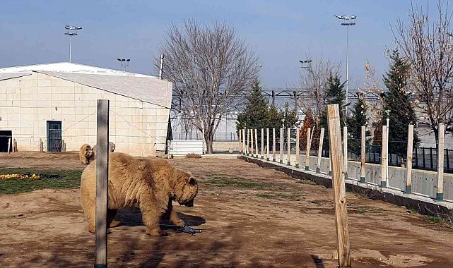 Ayıların dron ile imtihanı: Pervanesiyle oynadılar