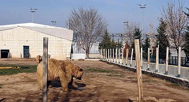 Ayıların dron ile imtihanı: Pervanesiyle oynadılar