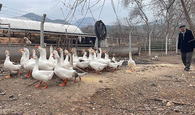 Bu kazların sahipleriyle kurduğu iletişim hayran bırakıyor