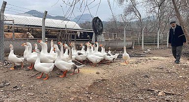 Bu kazların sahipleriyle kurduğu iletişim hayran bırakıyor