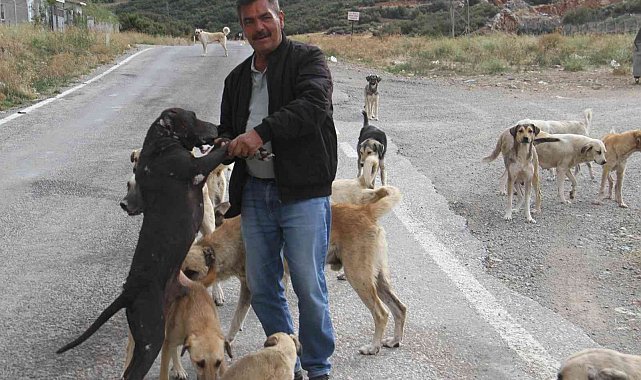 Emekli olunca kendisini sokak köpeklerine adadı