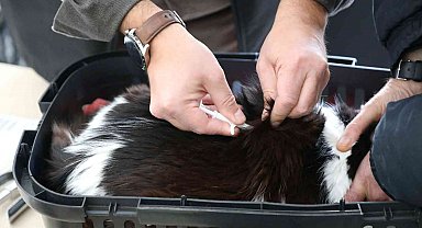 Eskişehir'de 25 bin 125 kedi ve köpeğe mikroçip takıldı