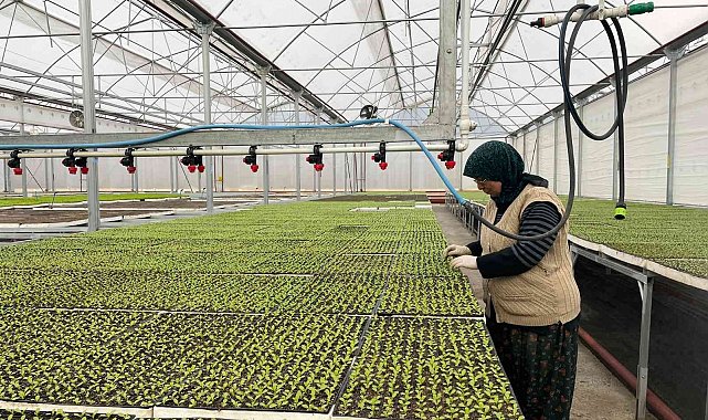 Eskişehir'in Akdeniz'inde üretilen 20 milyon fide ülke geneline satılıyor