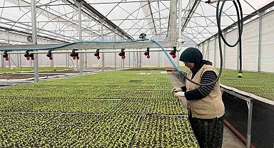 Eskişehir'in Akdeniz'inde üretilen 20 milyon fide ülke geneline satılıyor