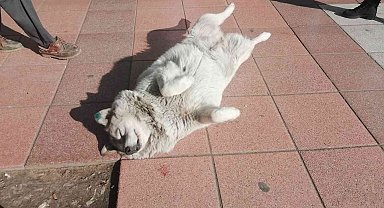 Güneşlenen köpekler görenleri gülümsetti