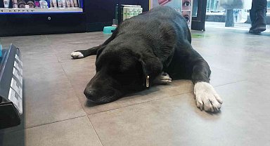 Isınmak için mağazaya giren köpeğin mama masrafını çalışanlar karşılıyor