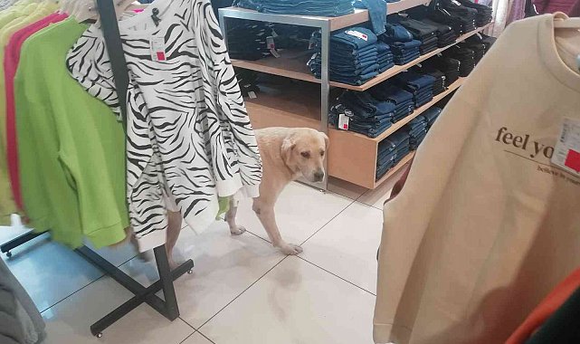 İşletmenin sürekli müşterisi olan sevimli köpek