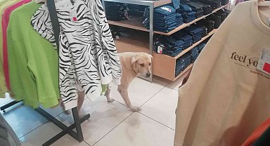 İşletmenin sürekli müşterisi olan sevimli köpek
